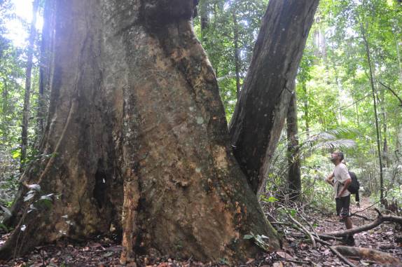 Admirando a 'arvorezinha', na trilha do Riacho Witti, na Reserva Natural de Brownsberg, no Suriname